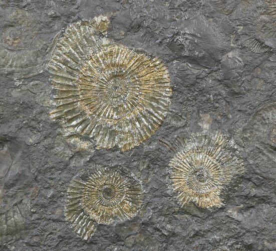 Dactylioceras Ammonite Cluster - Posidonia Shale #52901